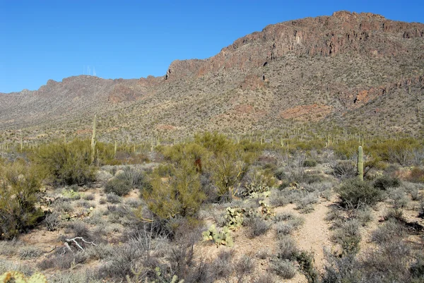 Kaktusové pole — Stock fotografie