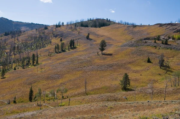 stock image Alpine meadow