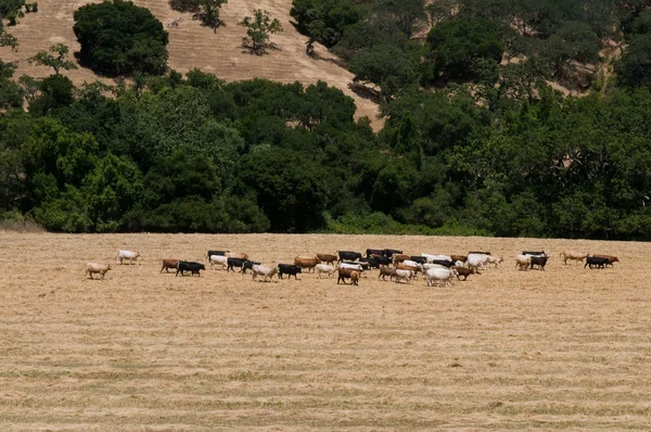 Cattle — Stock Photo, Image