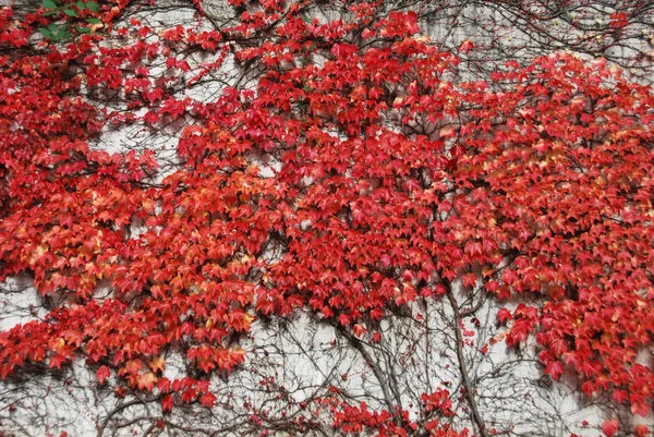 红叶 — 图库照片