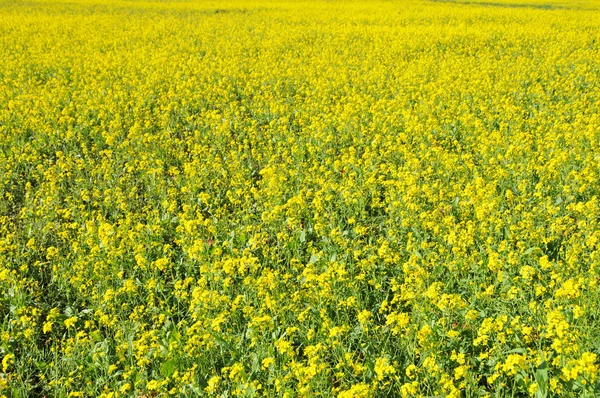 stock image Wildflowers