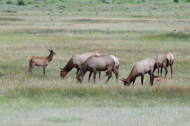 Elk