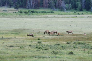 Elk