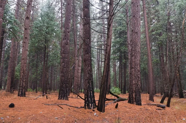 stock image Wet woods