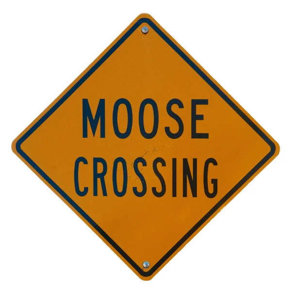 Moose Crossing — Stock fotografie