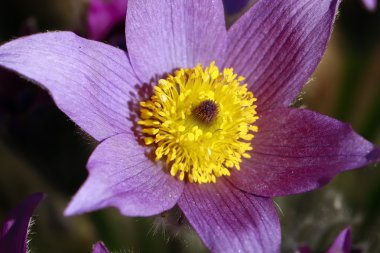 Pulsatilla Vulgaris / Pasque çiçek