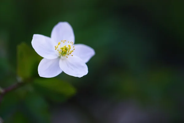 Άσπρο λουλούδι άνοιξη — Φωτογραφία Αρχείου