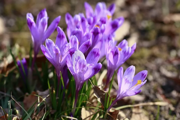 stock image CROCUS FLOWER