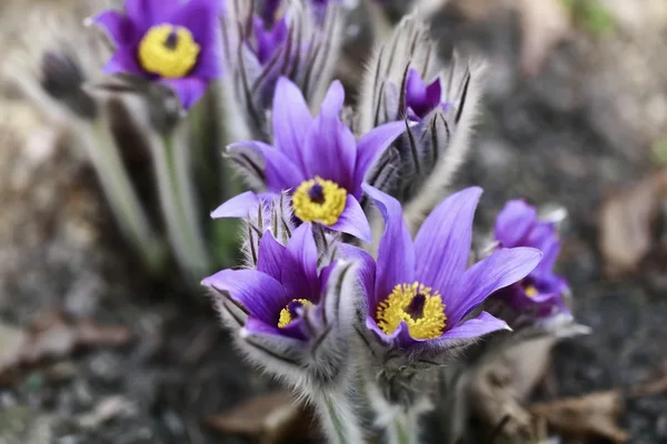 Stock image PULSATILLA VULGARIS/ PASQUE FLOWER