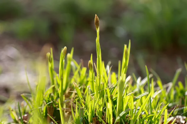 stock image GREEN GRASS