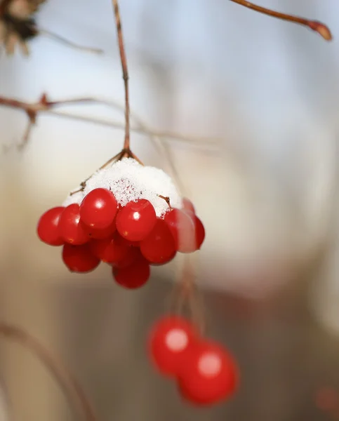 stock image RED BERRY