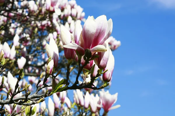 Magnolienblüten im Frühling blühen — Stockfoto