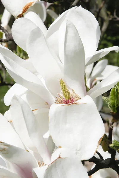 Vit magnolia blossom — Stockfoto