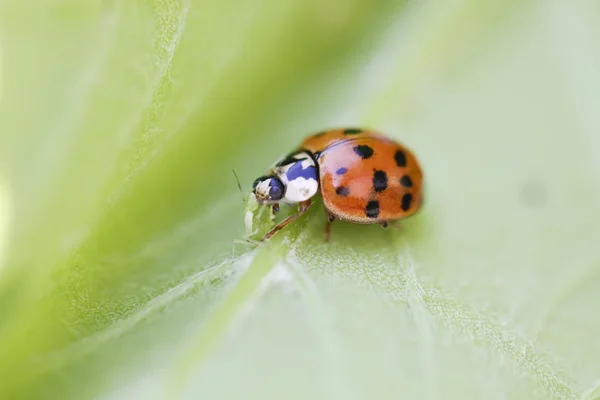 stock image LADYBUG