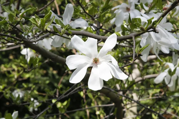 Blomma av magnolia — Stockfoto