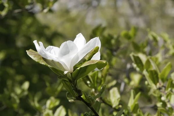 Witte magnolia 2 — Stockfoto