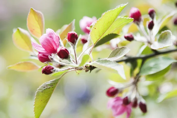 Bloeiende appelboom — Stockfoto