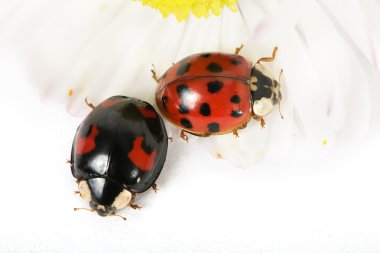 TWO LADYBIRDS ON DAISY clipart