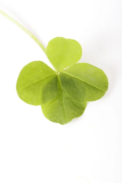 stock image CLOVER