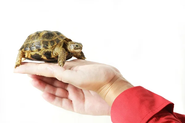 Bébé tortue dans une main Photos De Stock Libres De Droits