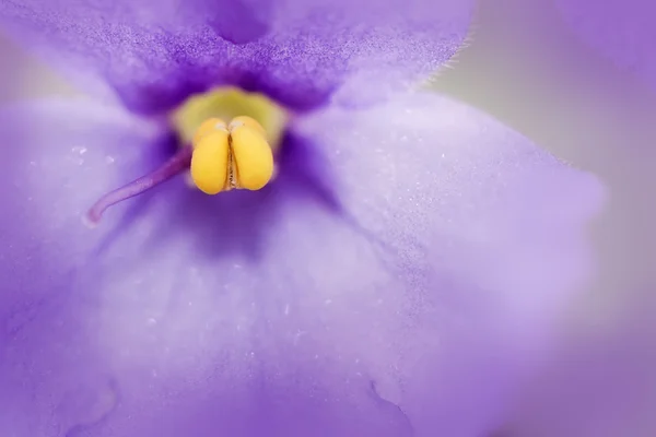 Macro of a purple flower — Stock Photo, Image