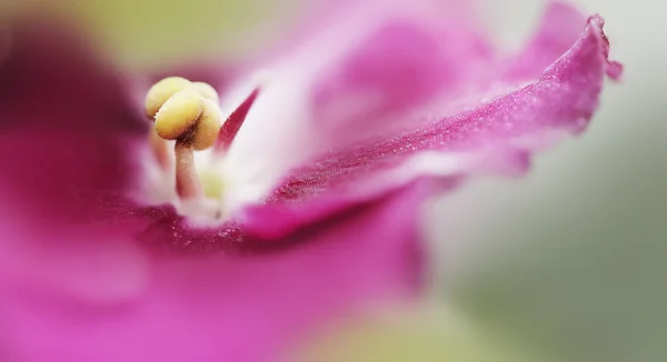 Kwiat fioletowy — Zdjęcie stockowe
