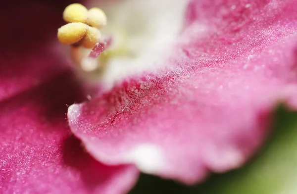 Violet flower 2 — Stock Photo, Image