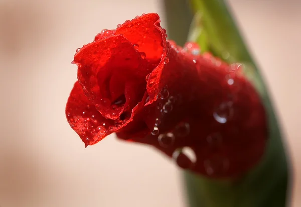 Rode bloem 3 — Stockfoto