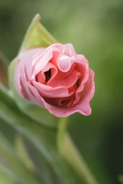 Fleur rose Image En Vente