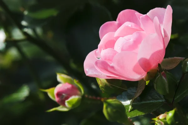 Rosa rosa com gotas — Fotografia de Stock