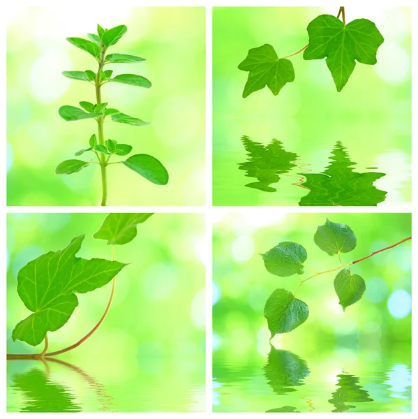 Колаж з листя гранди — стокове фото