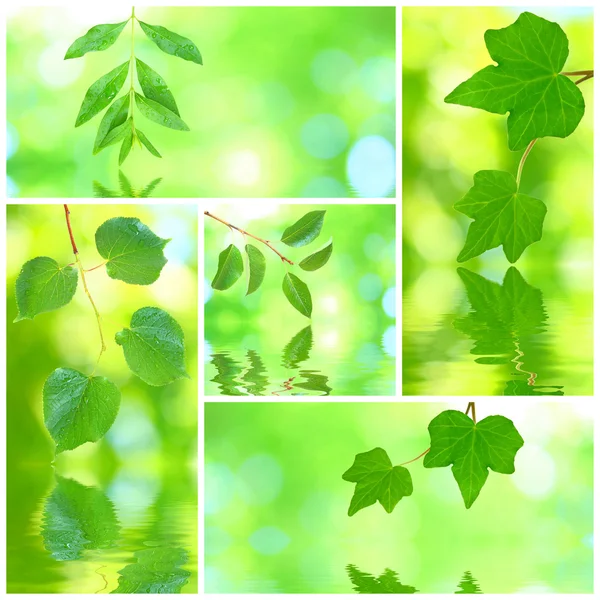 緑の葉のコラージュ — ストック写真