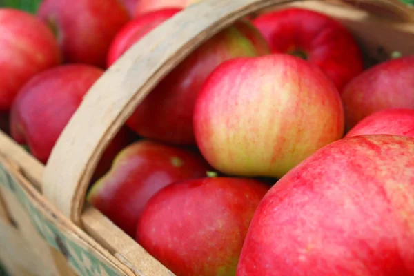 stock image The apple harvest