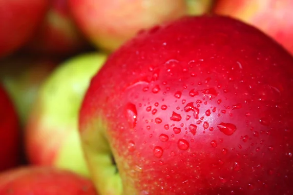 Урожай яблок Лицензионные Стоковые Фото