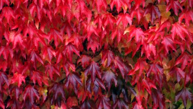 Buntes loba Im herbst