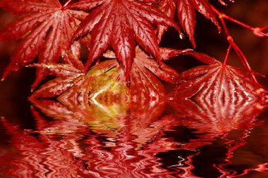 Buntes loba Im herbst