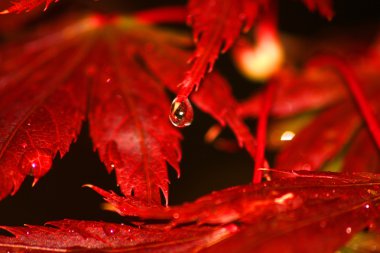 Buntes loba Im herbst