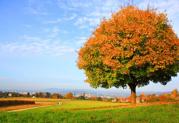 stock image Autumn