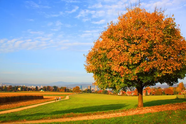 stock image Autumn