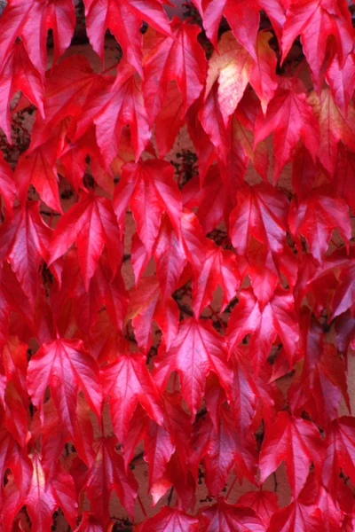 Buntes Laub im Herbst — Fotografia de Stock