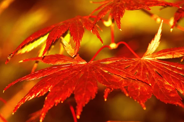 Buntes Laub im Herbst — Stock Fotó