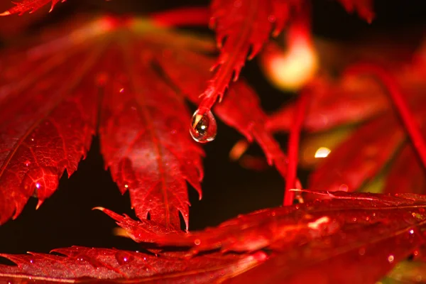 Buntes Laub im Herbst — Photo