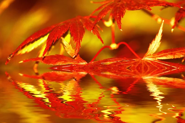 Buntes Laub im Herbst — Stock Fotó