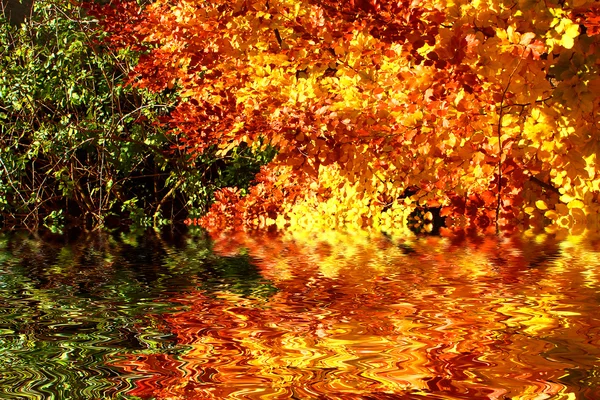Buntes Laub im Herbst — Fotografia de Stock