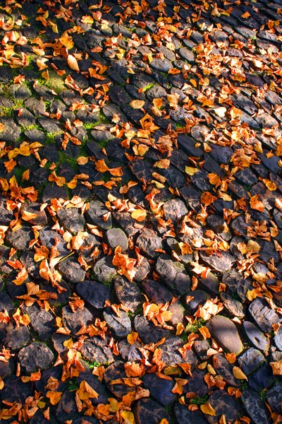 가을 스톡 사진