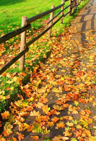 가을 스톡 사진