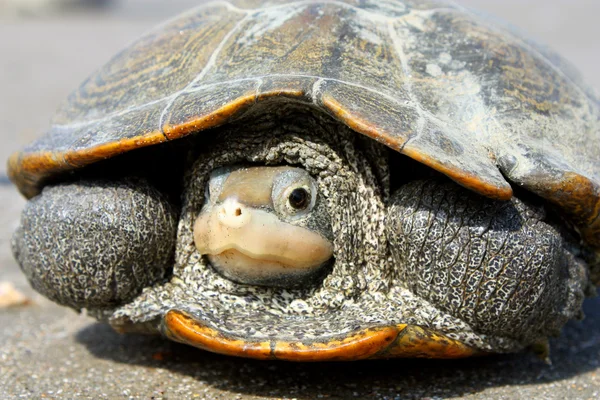 stock image Diamond back terrapin turtle