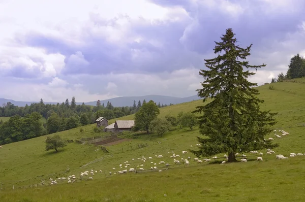 Schafe auf der grünen Wiese in den Bergen — Stockfoto