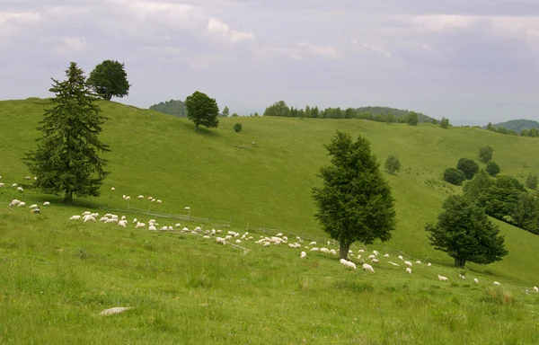 Ovelhas no prado verde na montanha — Fotografia de Stock