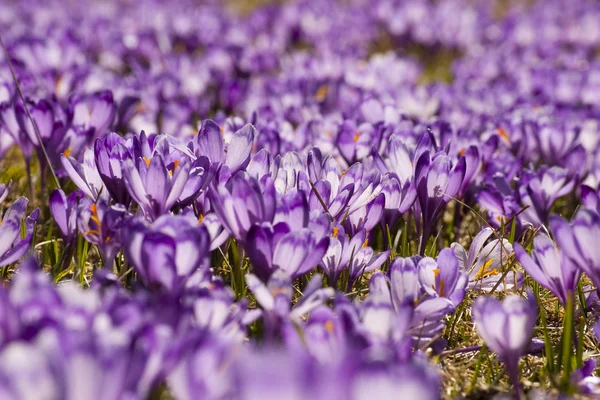 stock image Crocus flower